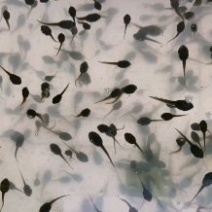 东山蛙苗
