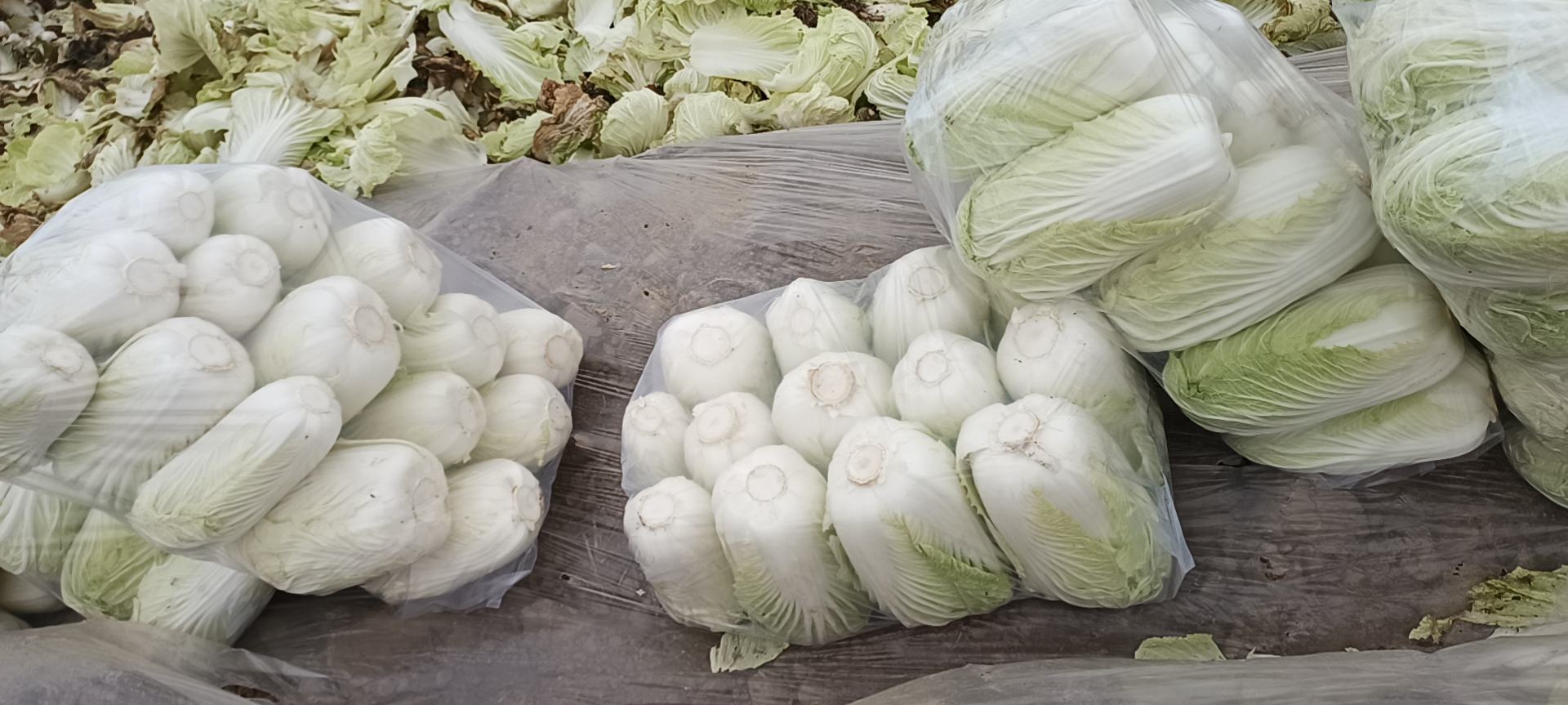 改良青杂三号大白菜的选购与储存方法示意图