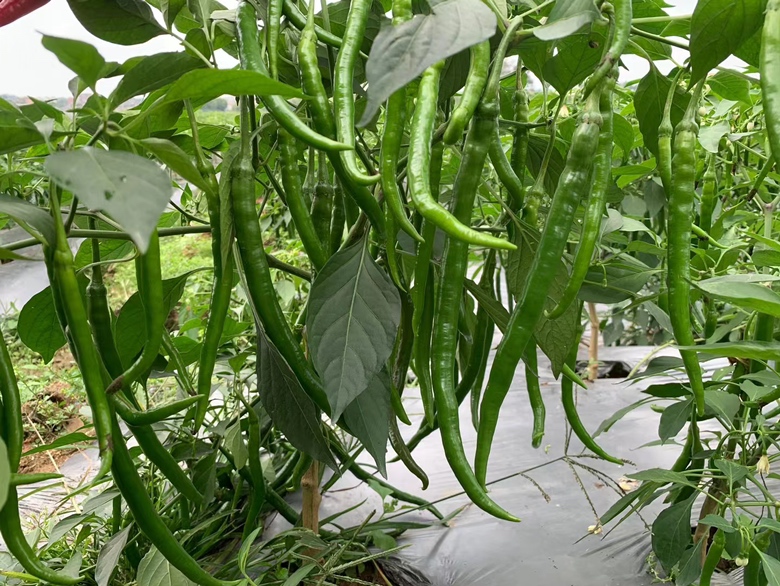 线椒植株生长状态