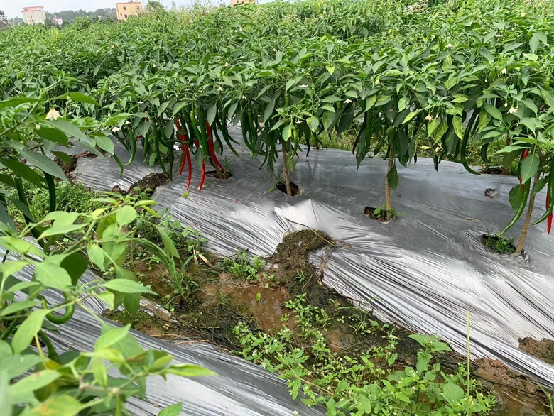 西北线椒膜下滴灌田间管理实景