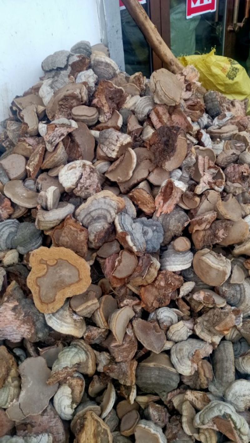 白桦树马蹄菌子午岭特产野生马蹄菌,一公斤八8元