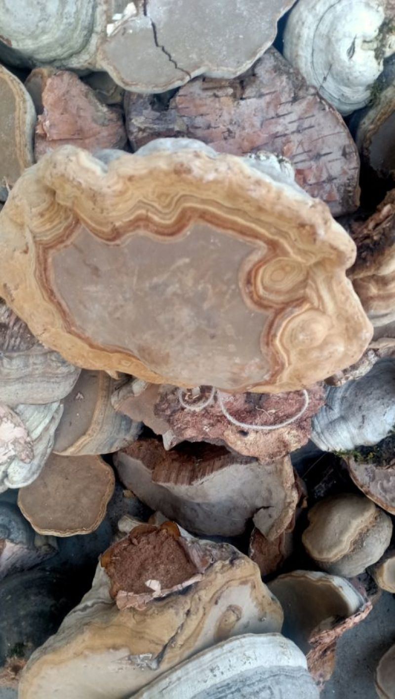 白桦树马蹄菌子午岭特产野生马蹄菌,一公斤八8元