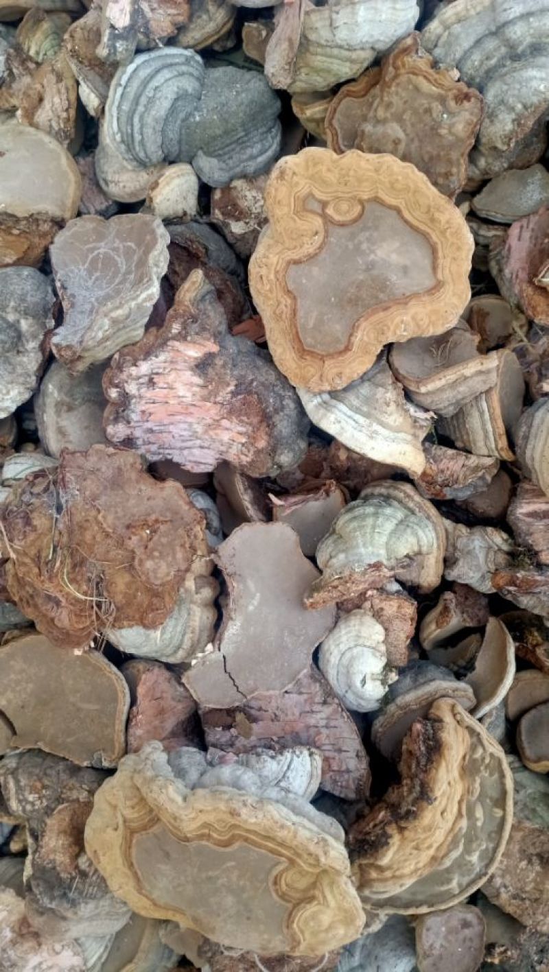 白桦树马蹄菌子午岭特产野生马蹄菌,一公斤八8元