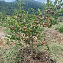 六年生油茶树