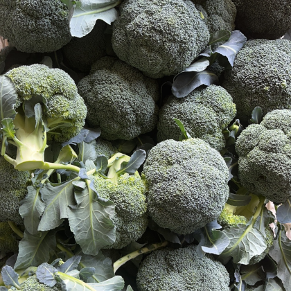 当前位置:>市场行情>西兰花价格行情>