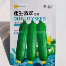 速生翡翠丝瓜种子白籽特早熟高产油亮丝瓜种子肉厚味浓基地