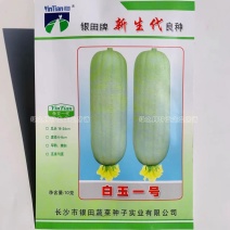有瓜香味微甜白丝瓜种籽白玉一号丝瓜种子短棒型水瓜种子