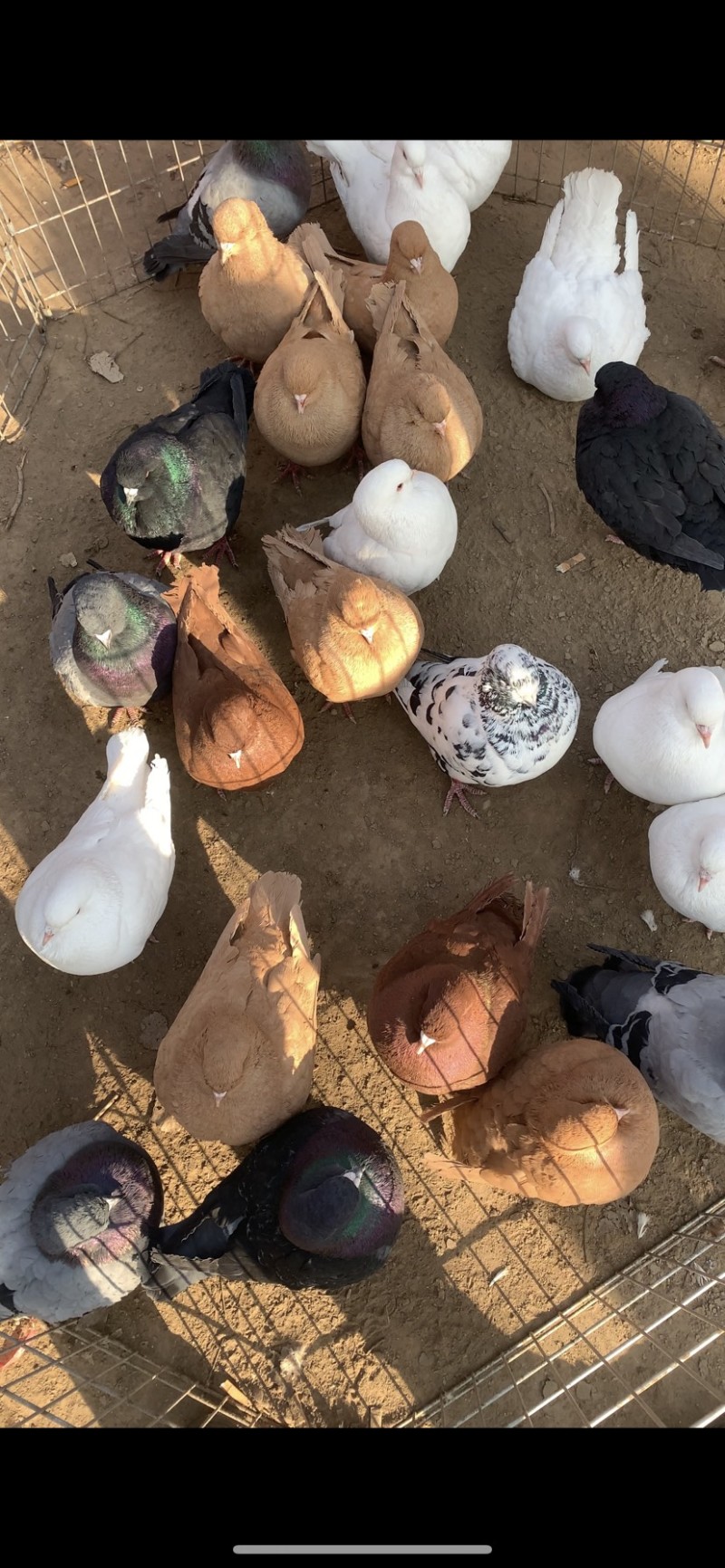 抓一公一母回家就下蛋的巨型元宝鸽子 飞不起来吃玉