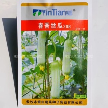 春香丝瓜308杂交一代白丝瓜种子特早熟瓜香味浓微甜肉丝瓜