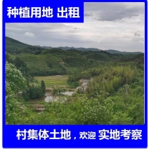 5000亩农村集体土地，山地，出租流转