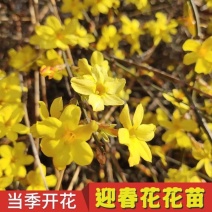 耐寒迎春花树苗盆景探春花庭院盆栽攀援爬藤垂吊类花卉报春花