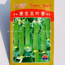 速生五叶香丝瓜种子特早熟优质抗病连续结瓜性强每节都有雌花
