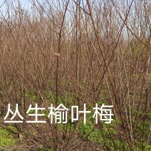 丛生榆叶梅