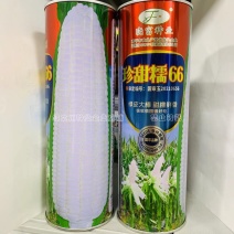 珍甜糯66玉米种子黏甜鲜香绿皮大棒白甜糯玉米种子国审品种