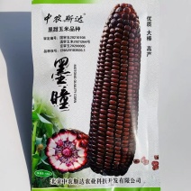 中农斯达墨瞳国审鲜食紫黑色甜玉米种子大棒黑玉米种子