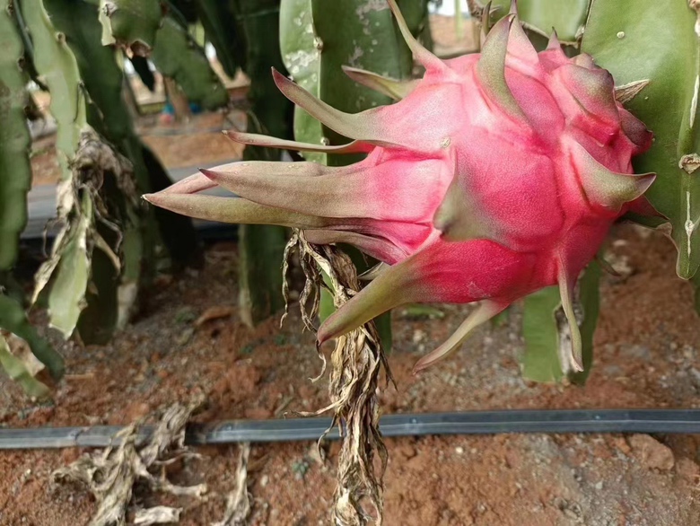 火龙果成熟果实挂在树上的自然状态 火龙果成熟果实挂在树上的自然状态