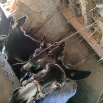 毛馿5头2母怀仔1公其余母只能云南附近自取不包邮