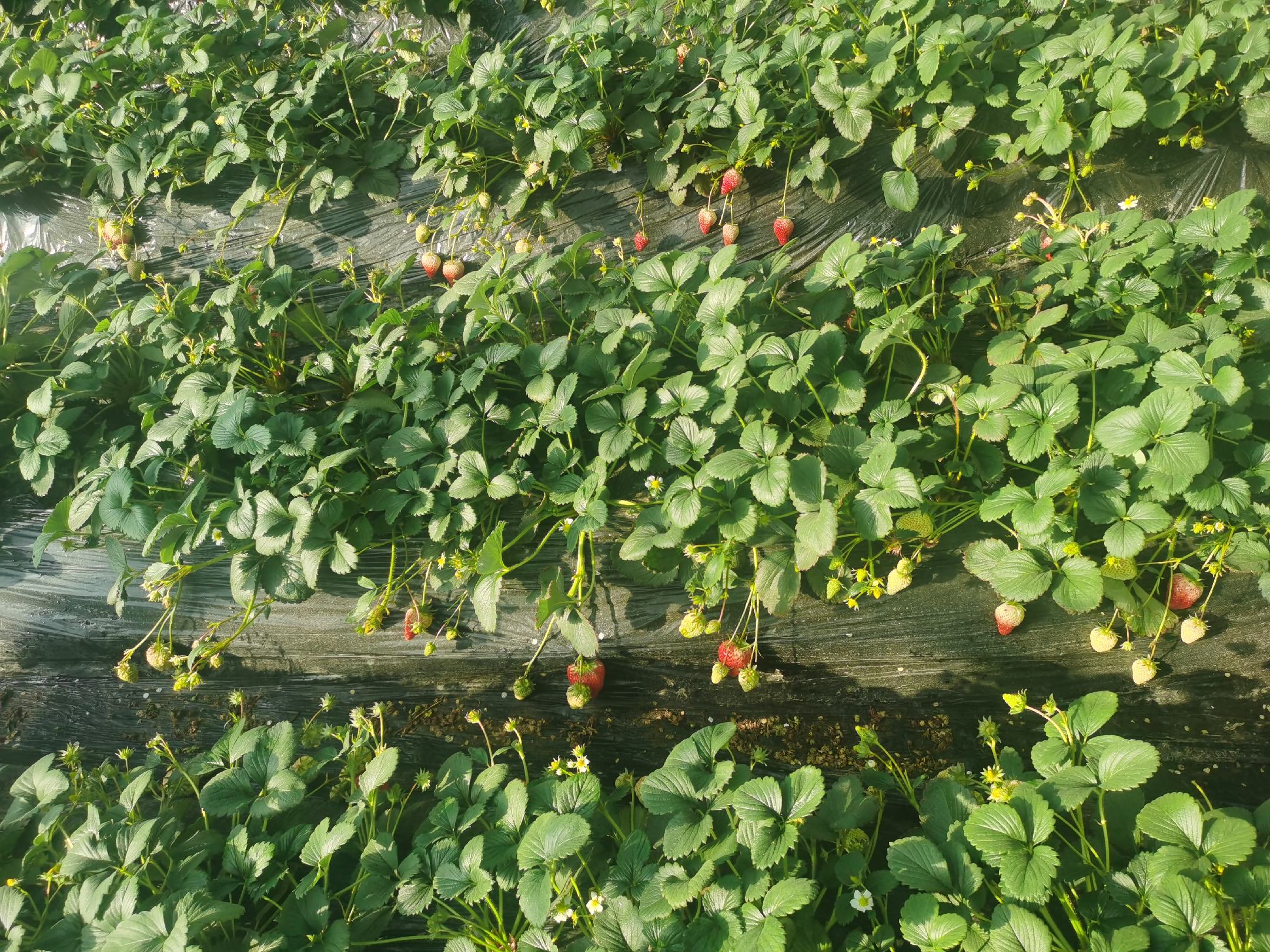 草莓大树整体造型美观，红颜草莓整齐地分布在枝干两侧