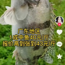 鳜鱼