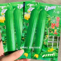 短棒油亮香丝瓜种子白籽丝瓜种子翡翠碧玉丝瓜种子抗病早熟