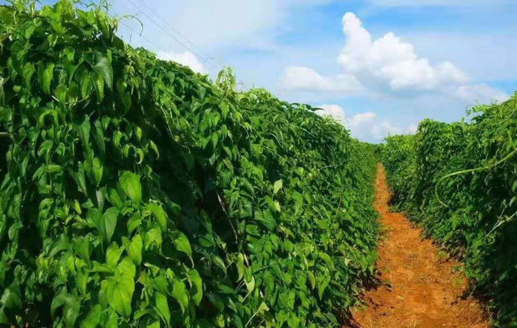 广西藤县粉葛种植基地,阳光下的藤蔓生长旺盛 广西藤县粉葛的种植基地