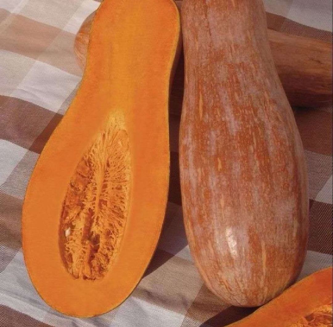切开的蜜本南瓜横截面特写
