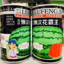 高抗重茬西瓜种子早熟免修枝懒汉花霸王西瓜种籽懒汉西瓜种子