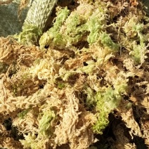 野生水苔