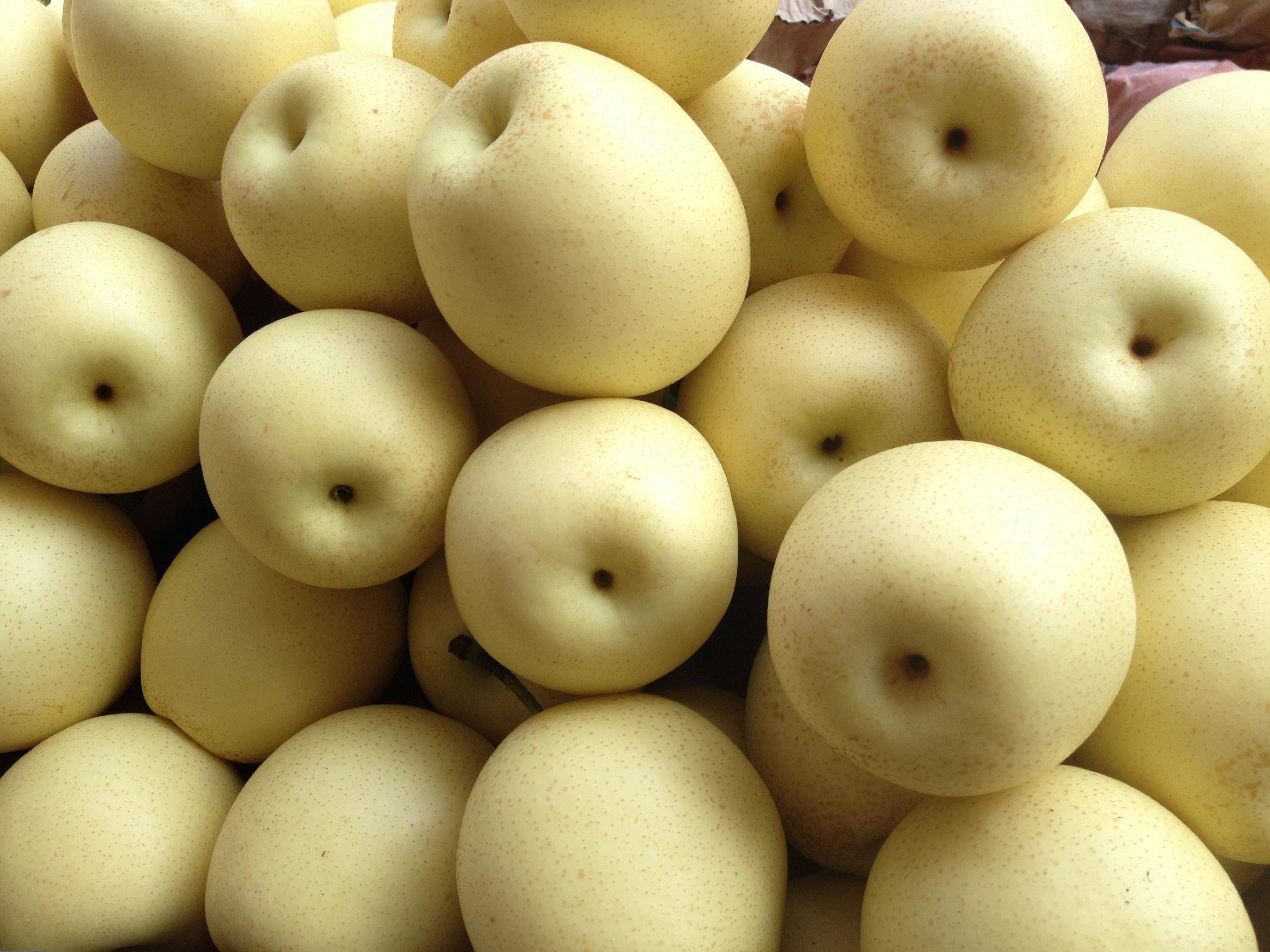 皇冠梨果实特写