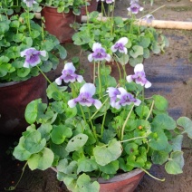 2302基地供应熊猫堇杯苗盆苗别墅庭院花园地被