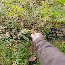 余甘果:油甘苗，大量现货，质量很好，可上门实地看货，品种