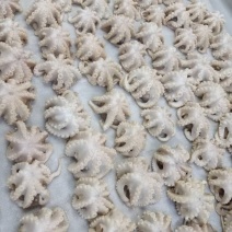 八爪鱼纯干八爪鱼