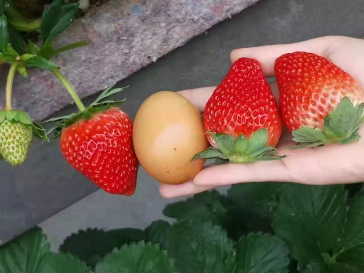 韭菜与三种安全替代食材并置对比图,每种食材旁用标签标出关键营养素具体数值,强调可量化替代关系 营养对比图:左侧新鲜韭菜,右侧彩椒、白萝卜、巴西坚果分格摆放,背景标注对应核心营养素数值标签