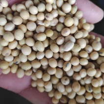 青岛，胶州，集装箱，美湾，毛粮，净粮
