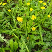 各种野生鲜菜