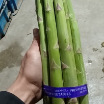 上海崇明绿芦笋基地直销