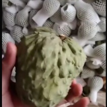 凤梨释迦