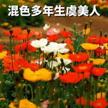 虞美人种子花卉种子新种花海热门种子
