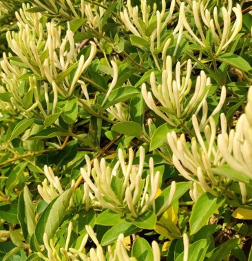 [湘蕾五号金银花苗批发]金银花苗 品种纯正,现挖现发货,成活率高,欢迎