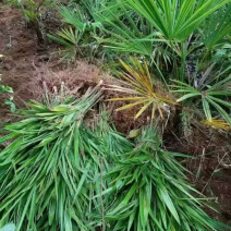 棕苗
