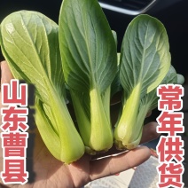 【上海青油菜】山东上海青小青菜油菜万亩蔬菜基地常年供