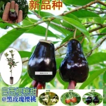 巴西樱桃苗南北方果树苗适合盆栽地栽树苗甜樱桃树苗广西发货