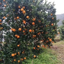 麻阳冰糖橙，富平柿饼
