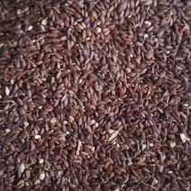 【荆芥种子】量大无忧保质保量出芽率95%