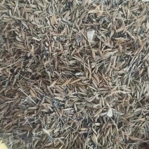 蒲公英种子，精品推荐，货源充足，量大优惠
