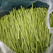 新鲜的芦蒿现以大量上市，欢迎广大客户定购