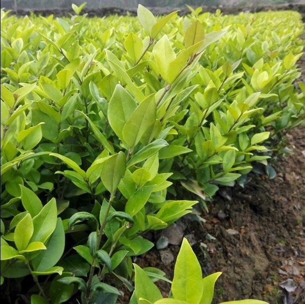 大叶女贞绿篱与乔木对比图