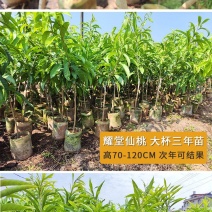 耀堂仙桃苗湿包大果品种四季蛋黄果，包邮，种植指导