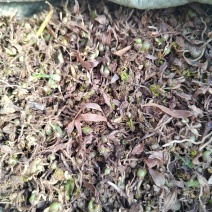 白芨直播种苗大量出售一手货源质量保证价格便宜