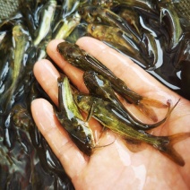 黄骨鱼苗